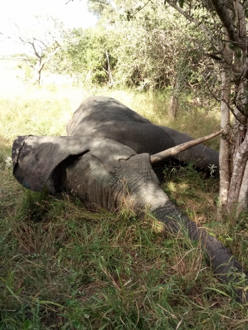 Elephant under sedation while being treated for injury © Peace Parks Foundation