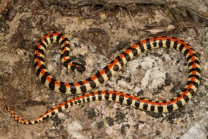 Identifying Venomous Snakes: How Hard Can It Be? - Africa Geographic