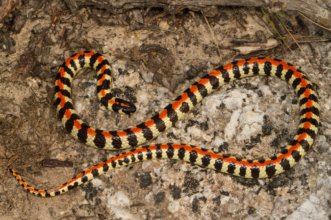 Spotted harlequin snake, reptile, snake of southern Africa