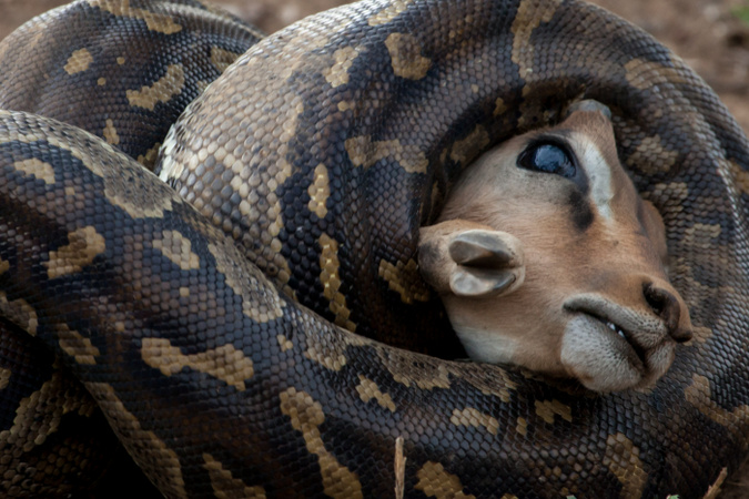 African rock pythons suffocating impala in Kruger National Park, South Africa, African wildlife photography