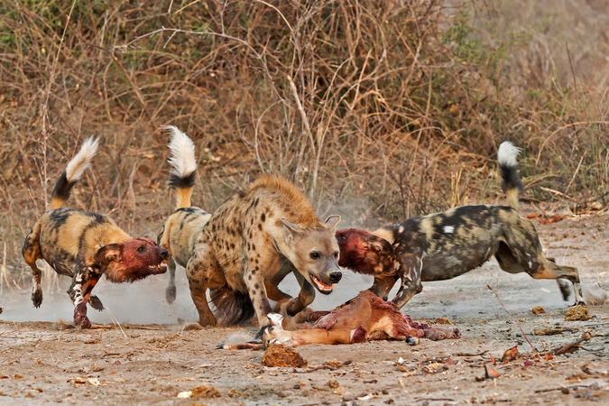 Three wild dogs attacking hyena in Savute, Botswana, wildlife photography