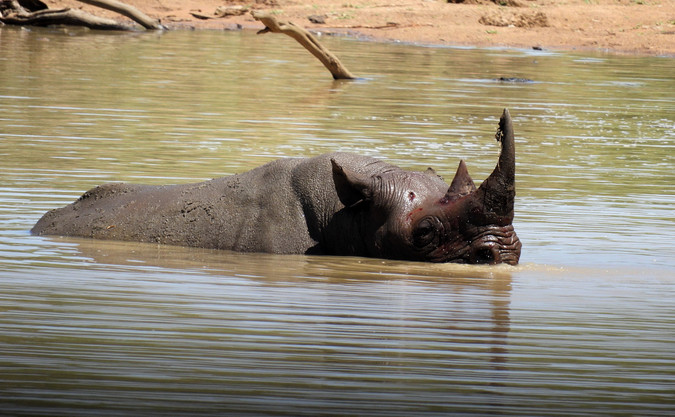 Rhino in water - Africa Geographic