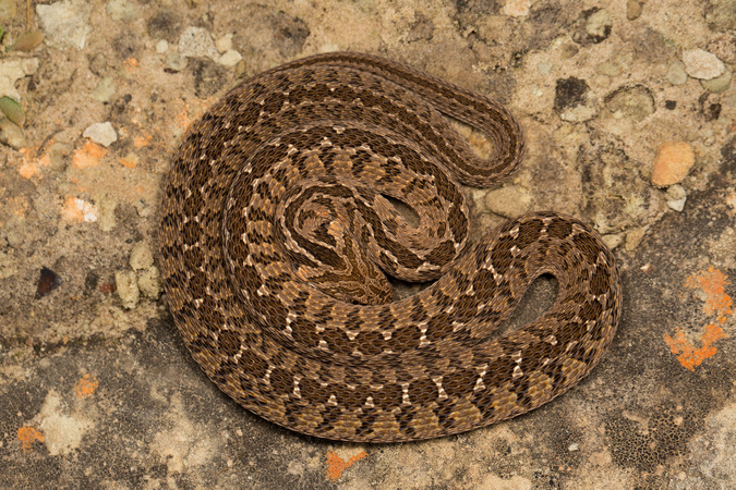 Rhombic egg eater, reptile, snake of southern Africa