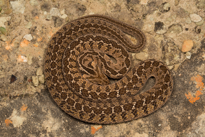 Snake Identification Chart South Africa