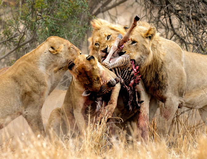 Four lions fighting over zebra carcass in Kruger National Park, South Africa, Africa wildlife photography