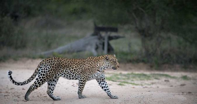 leopard walking at Tanda Tula, African wilderness