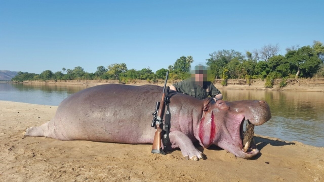 A hunter with a hippo carcass, trophy hunting hippos