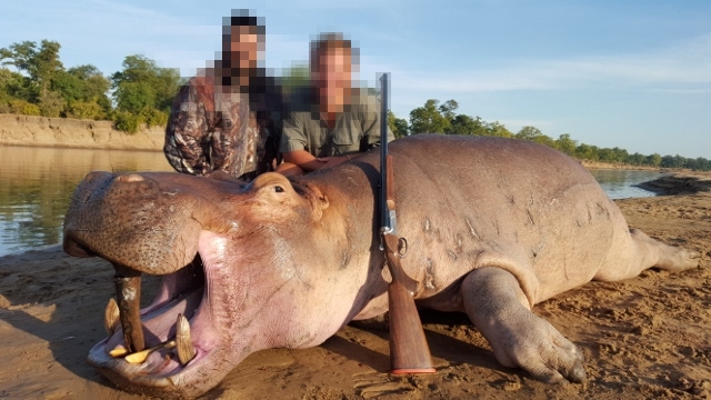 Two hunters with hippo carcass, trophy hunting hippos