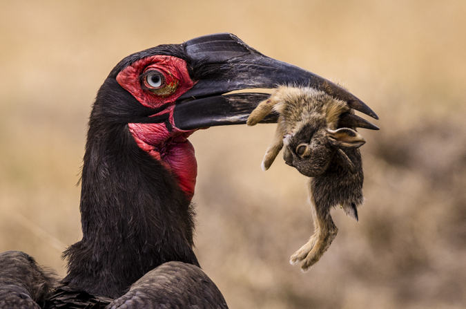 Southern ground-hornbill with hare in Serengeti, wildlife photography, Africa