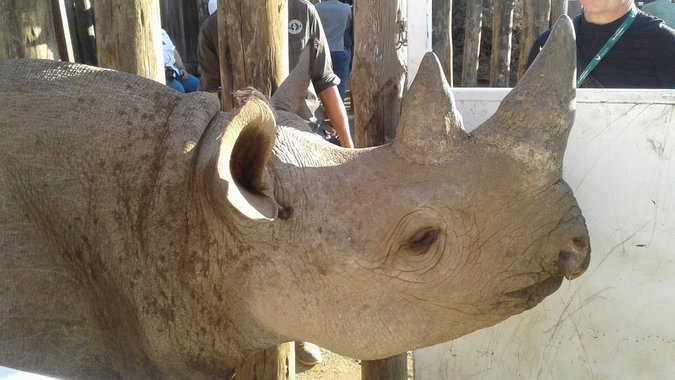 One of the black rhinos in the holding boma