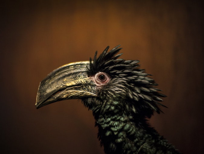 Brown-cheeked hornbill, African birdlife