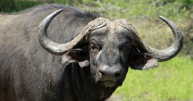 News Wrap: Buffalo Kills Hunter + Zambia Reinstates Plan To Cull Hippos 