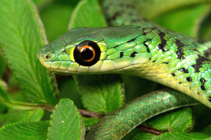 Spotted bush snake, reptile, snake of southern Africa