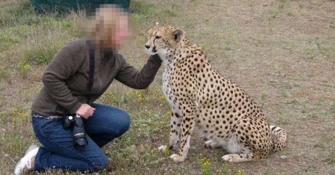 Petting a captive cheetah