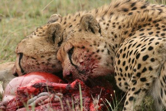 Two cheetahs eating prey