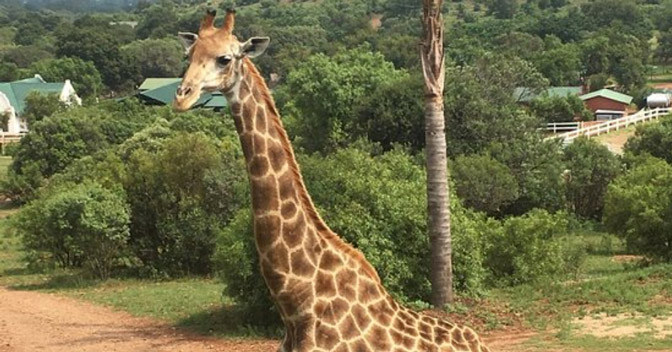 Gerald The Giraffe Kills Filmmaker Africa Geographic 
