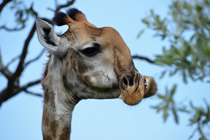 giraffe with deformed jaw in Kruger National Park, South Africa