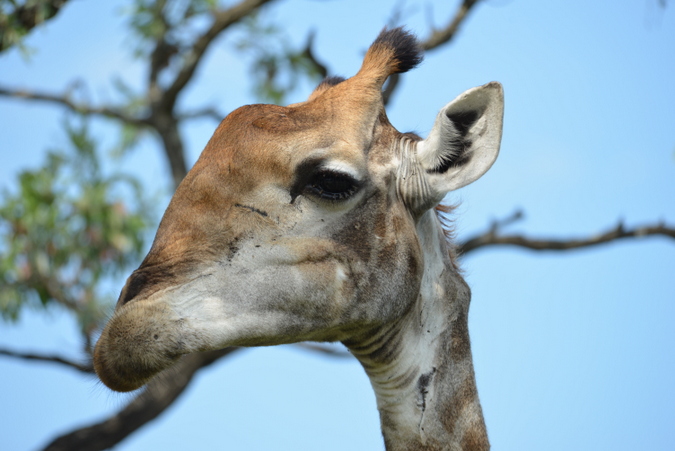 giraffe with deformed jaw in Kruger National Park, South Africa