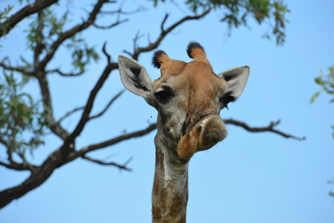 giraffe with deformed jaw in Kruger National Park, South Africa