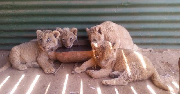 Lion cubs bred in captivity 