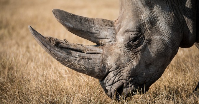 Wild African rhino