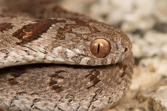 Rhombic egg eater, reptile, snake of southern Africa