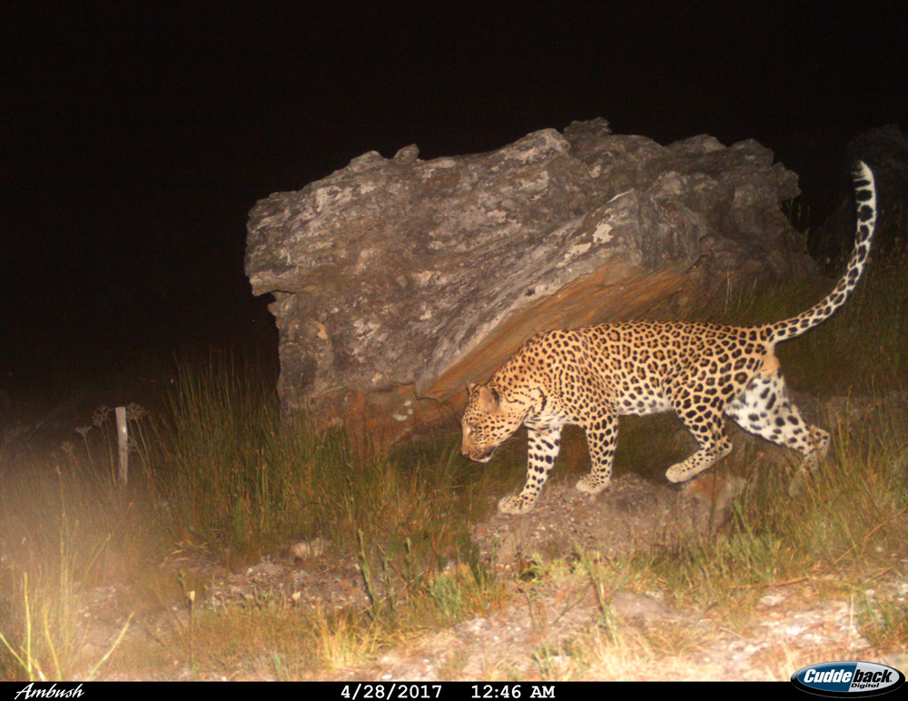 A territorial adult male called Apollo in the Bainskloof mountains.