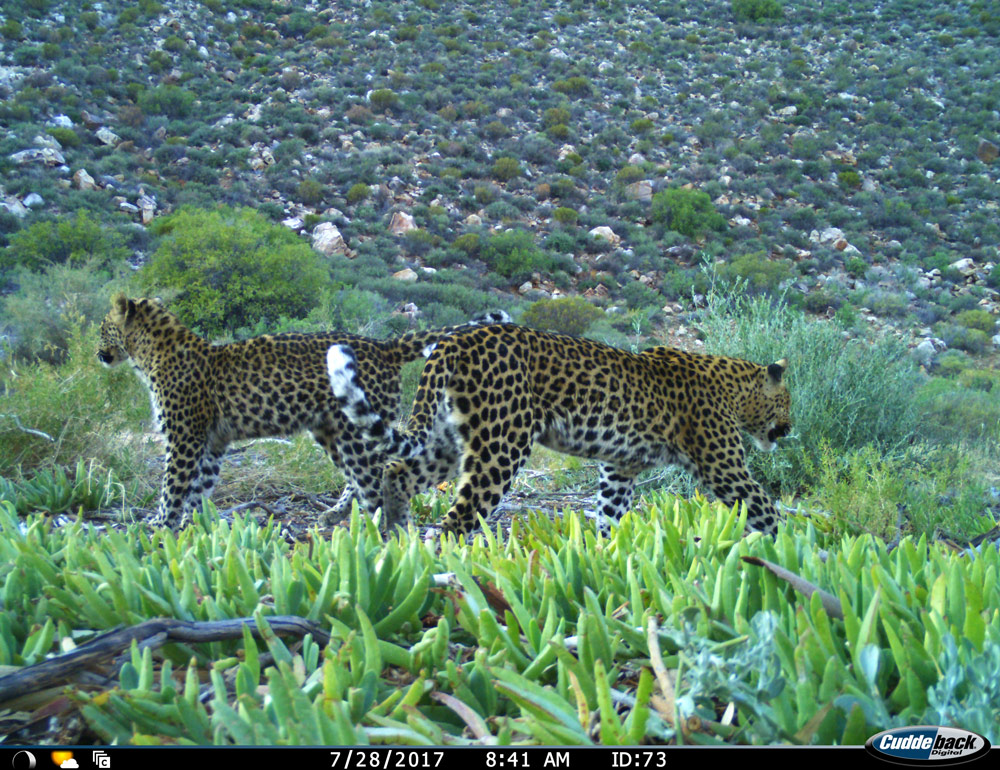 The adult female in this photo is known as CF29 and the sub-adult is known as CU1. This photo was taken in the Cederberg near Dwarskloof.