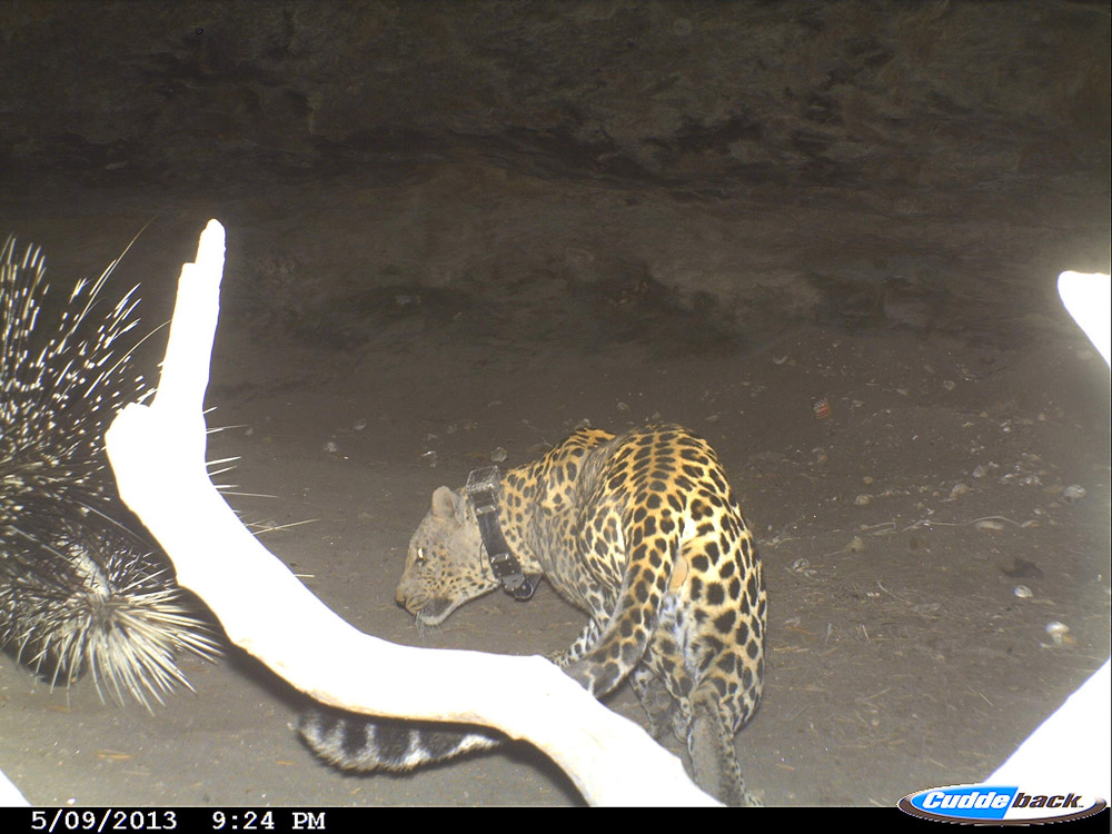 Scott (BM12), a dominant male leopard