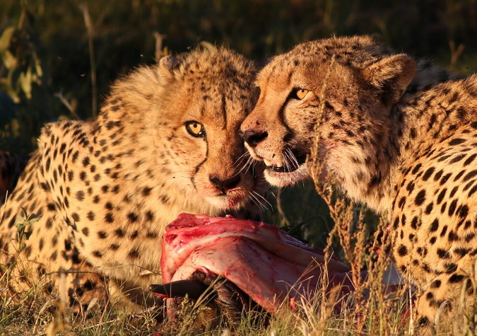 Two cheetah eating prey