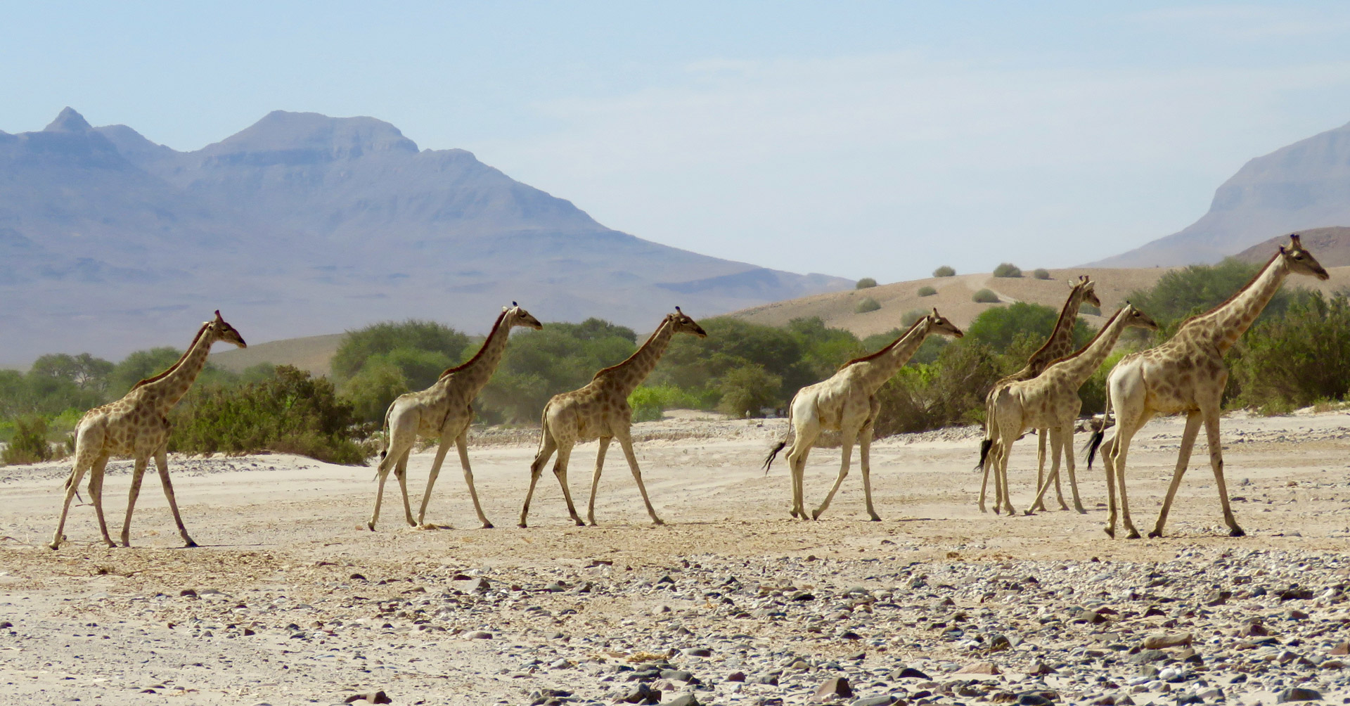 Angolan giraffe herd