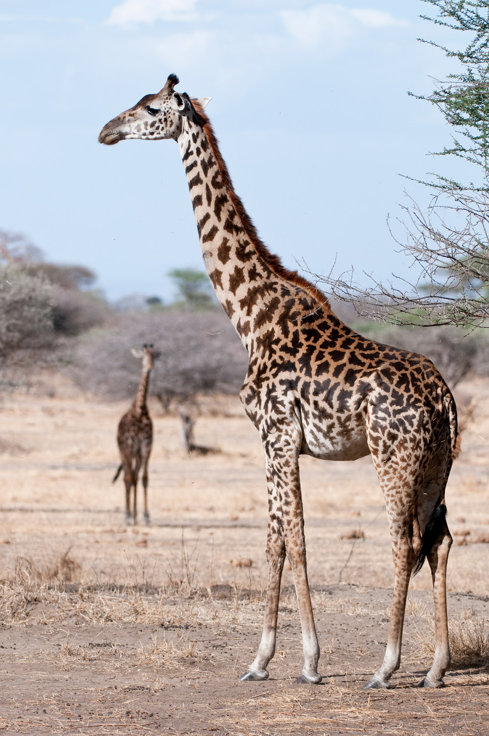 Masai giraffe