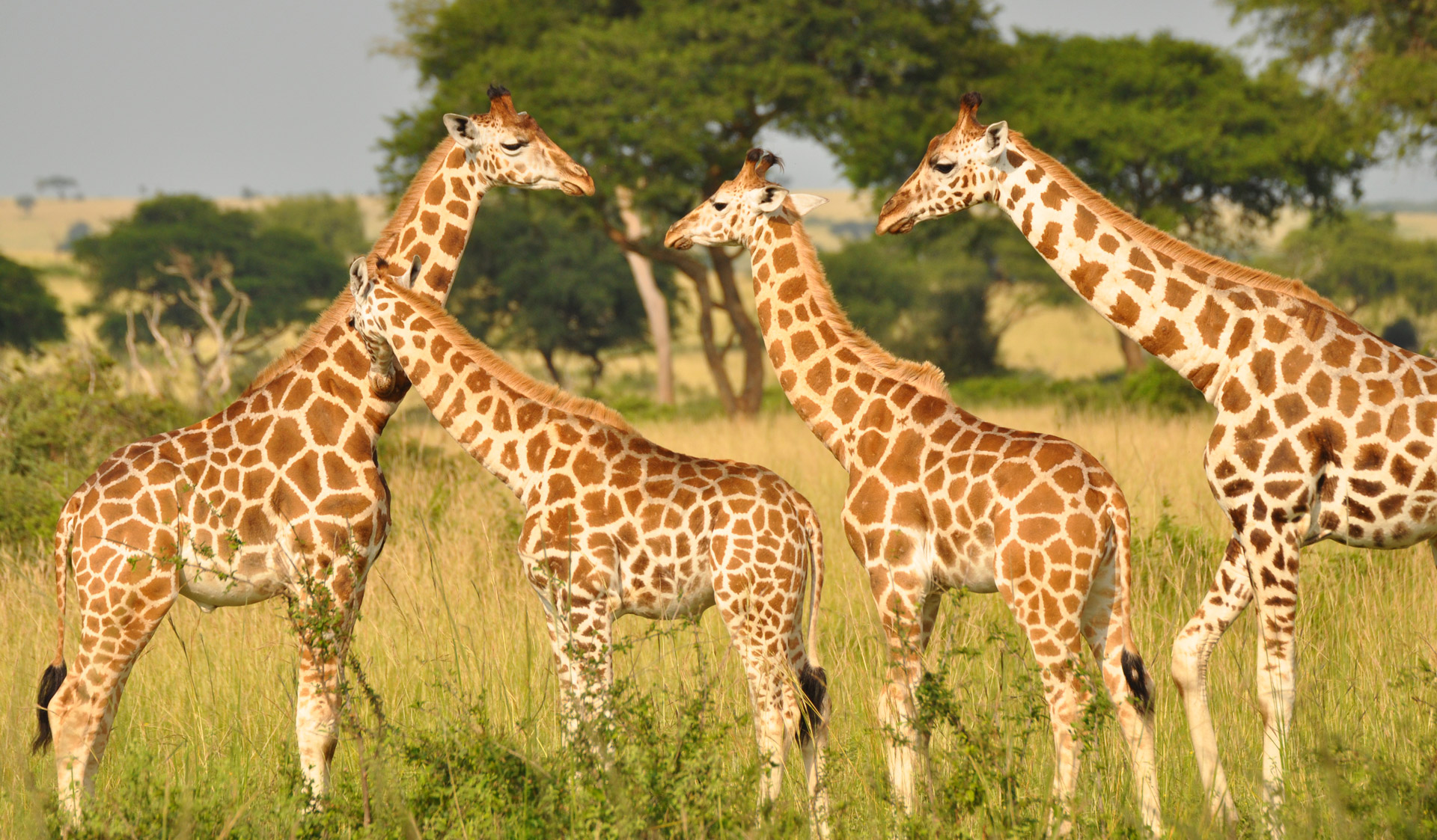 Nubian giraffe herd in Murchison Falls National Park, Uganda