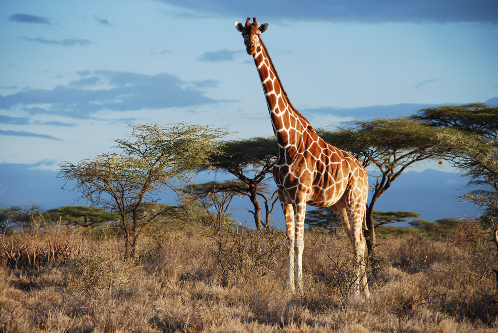Reticulated giraffe in Samburu National Park, Kenya