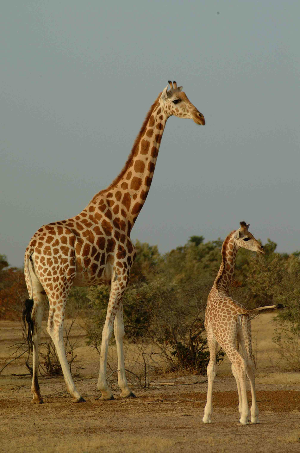 West African giraffe mum and calf in Niger