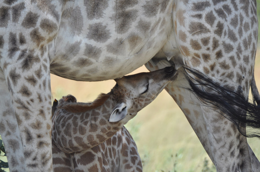 Young South African giraffe suckling mother giraffe