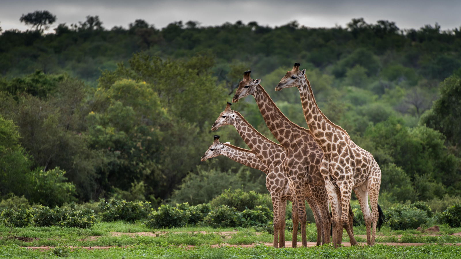 giraffes