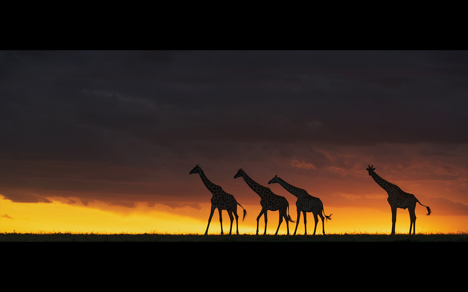 giraffes