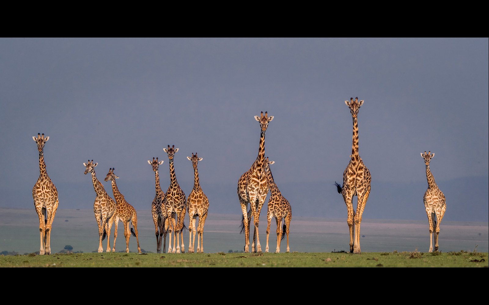 giraffes