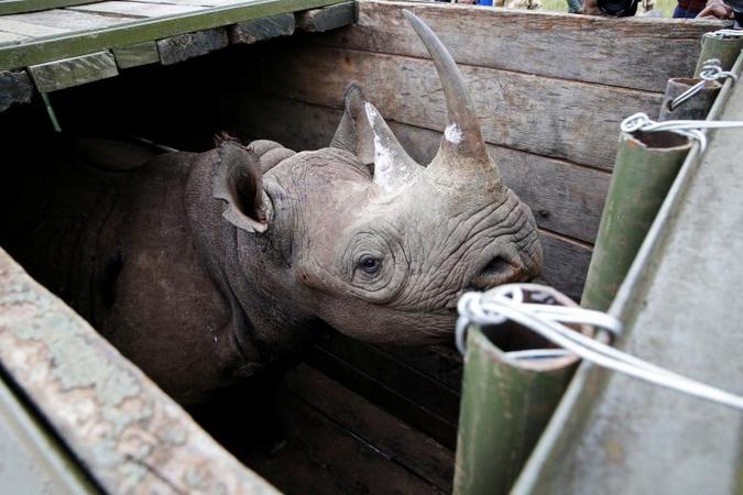 Rhino in translocation crate, Kenya