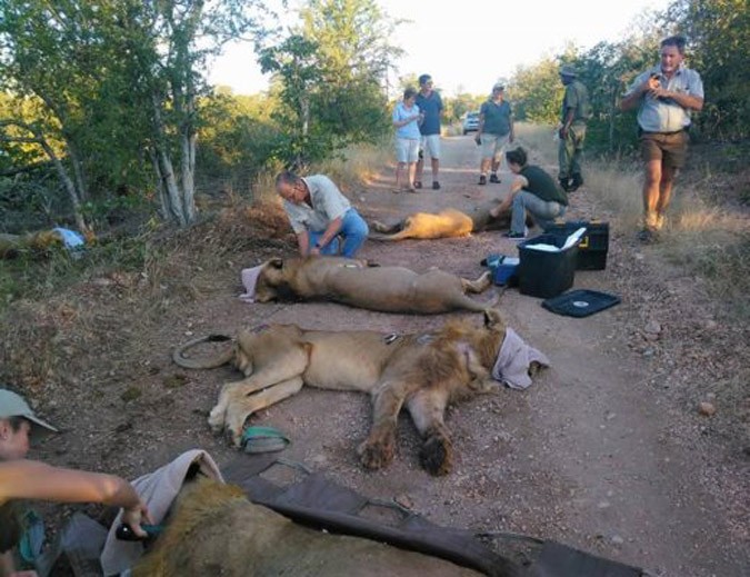 Lions tested for TB in Greater Kruger