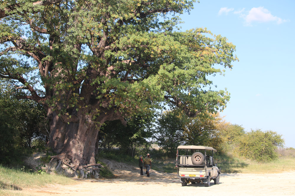 Baines baobabs in Nxai Pan National Park, Botswana