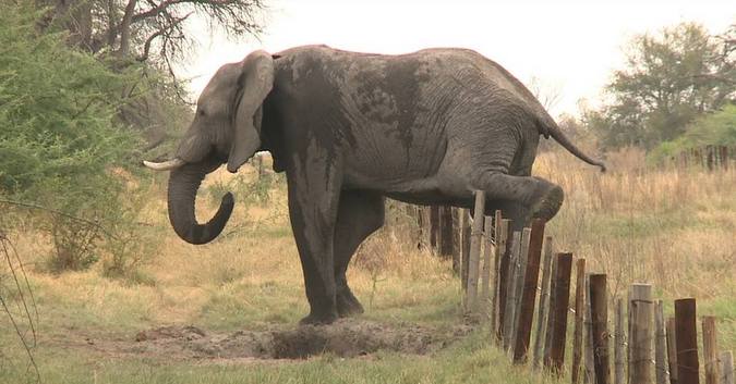Elephant stepping over fence, Botswana