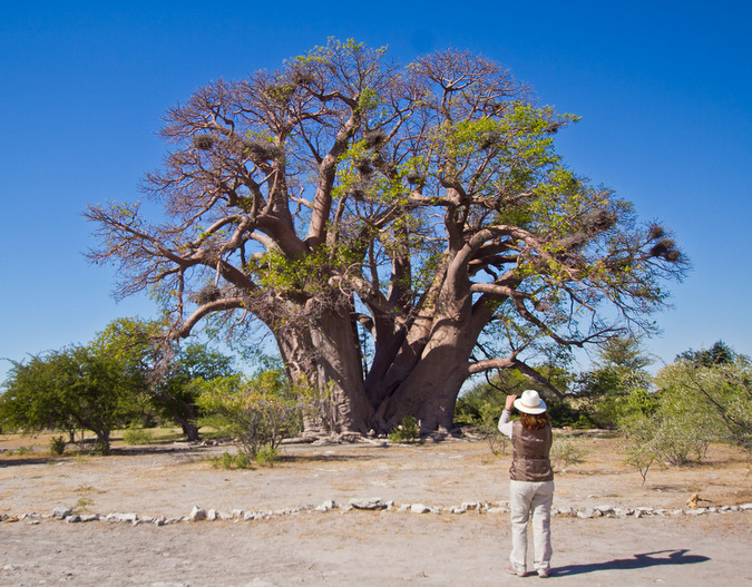 Chapman's baobab