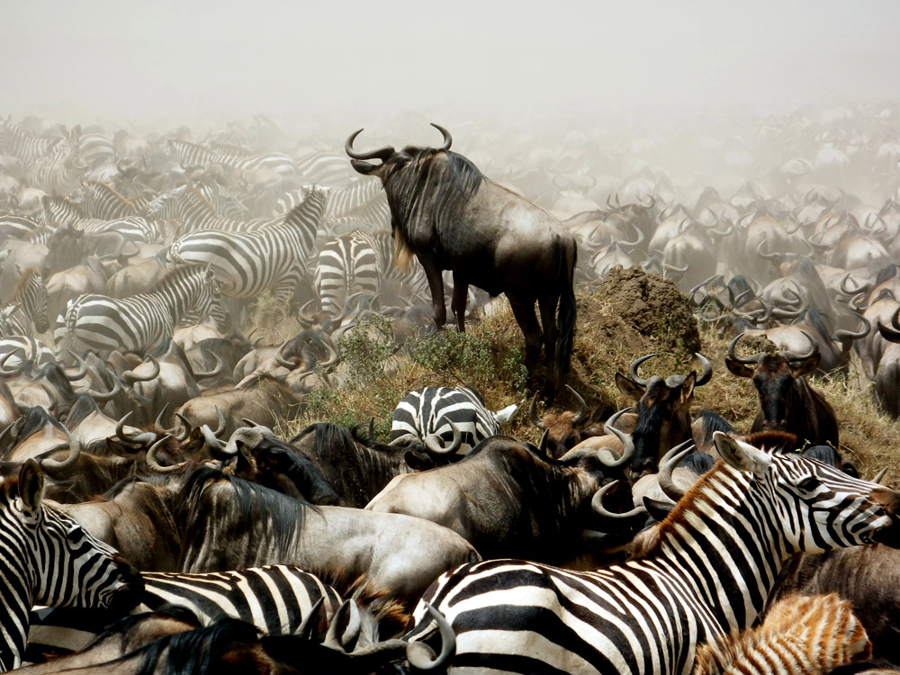 Wildebeest and zebra migration, Serengeti, Tanzania