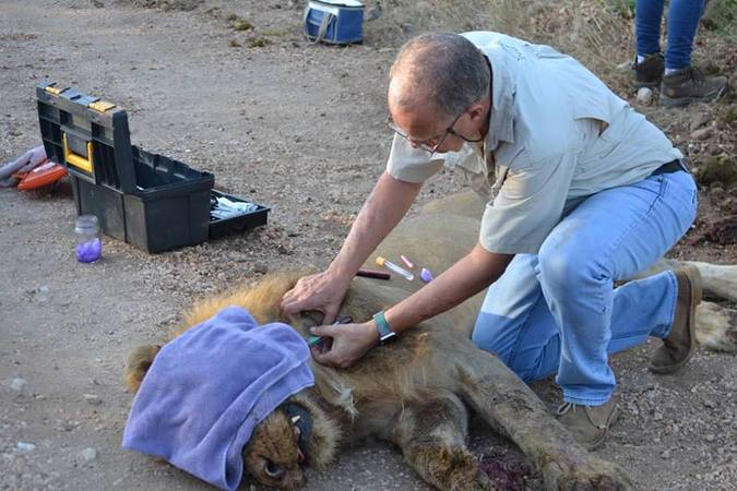 Lion darted, TB testing