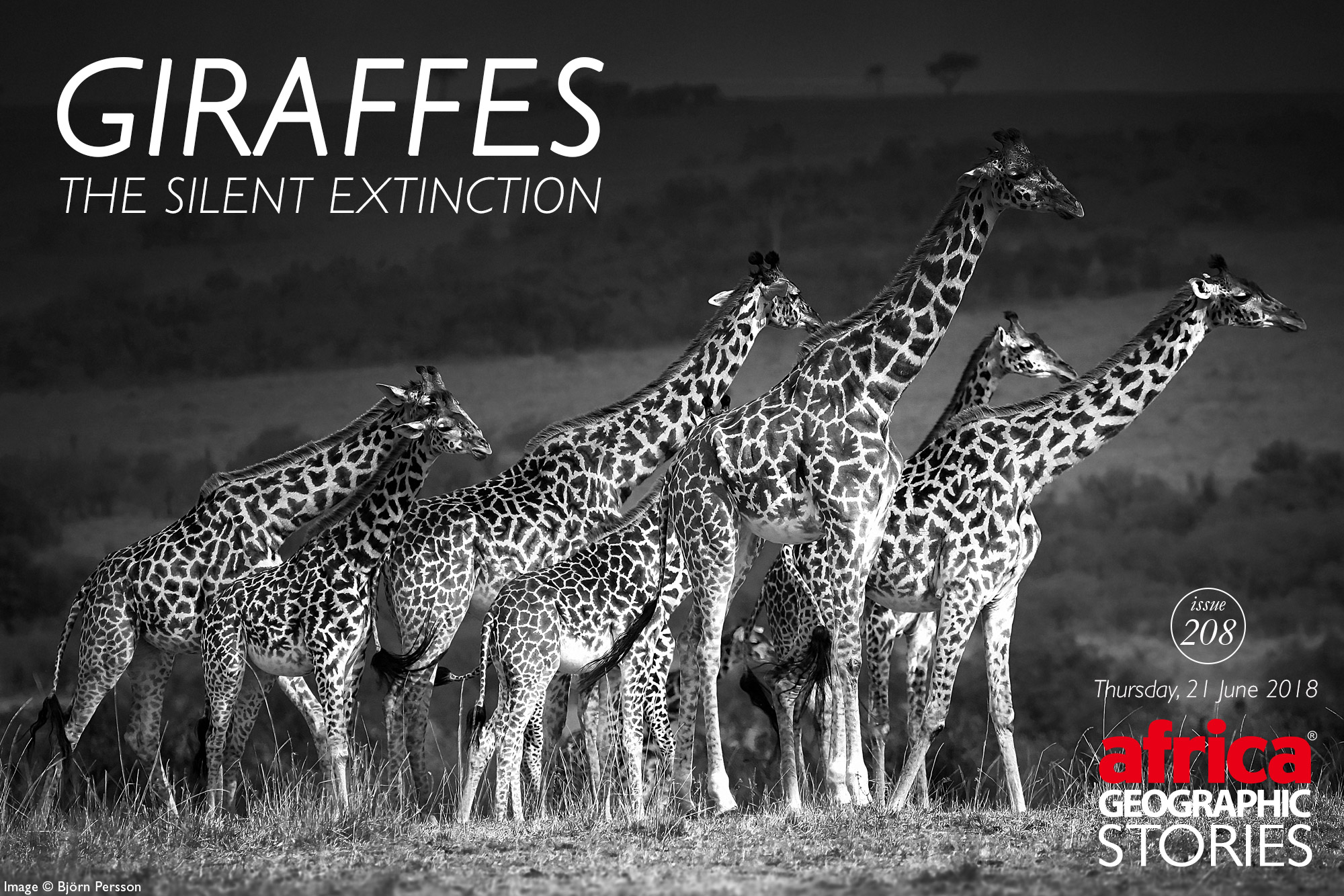 Giraffes – The Silent Extinction