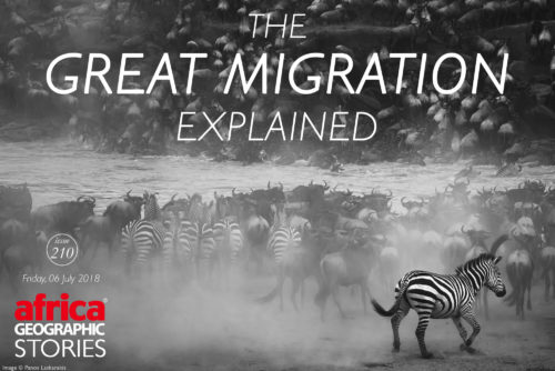 The Great Wildebeest Migration Africa Geographic   Great Migration 2 1 500x334 