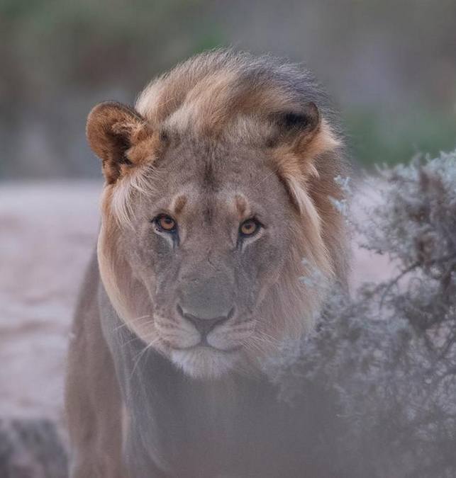 Desert lion, Gretzky (XPL 99) in Namibia