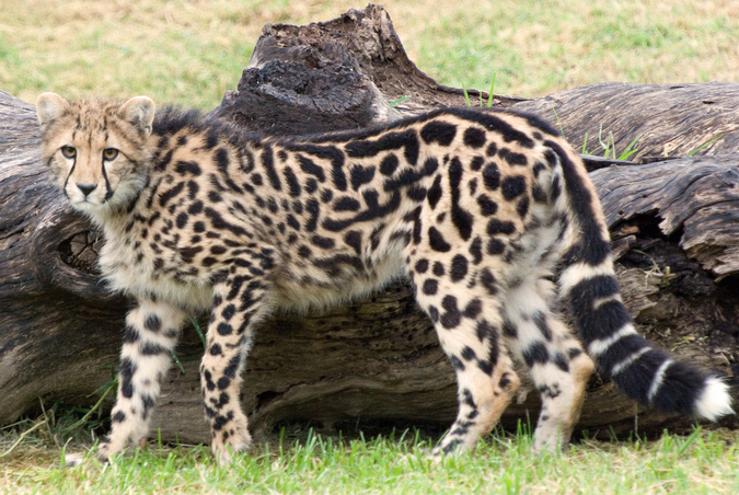 King cheetah, pseudo-melanism in animals